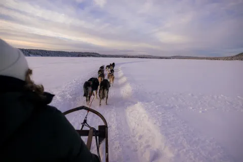 dog sledding at icehotel